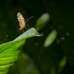 Cuatro días en el Amazonas peruano 39175771132_193387eaa8_k