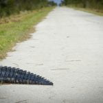 Una visita a los Everglades desde Miami 44246585700_27750d2bf7_k