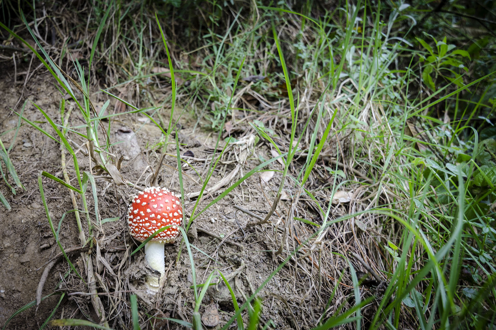 Dos noches en Salento y el Eje Cafetero
