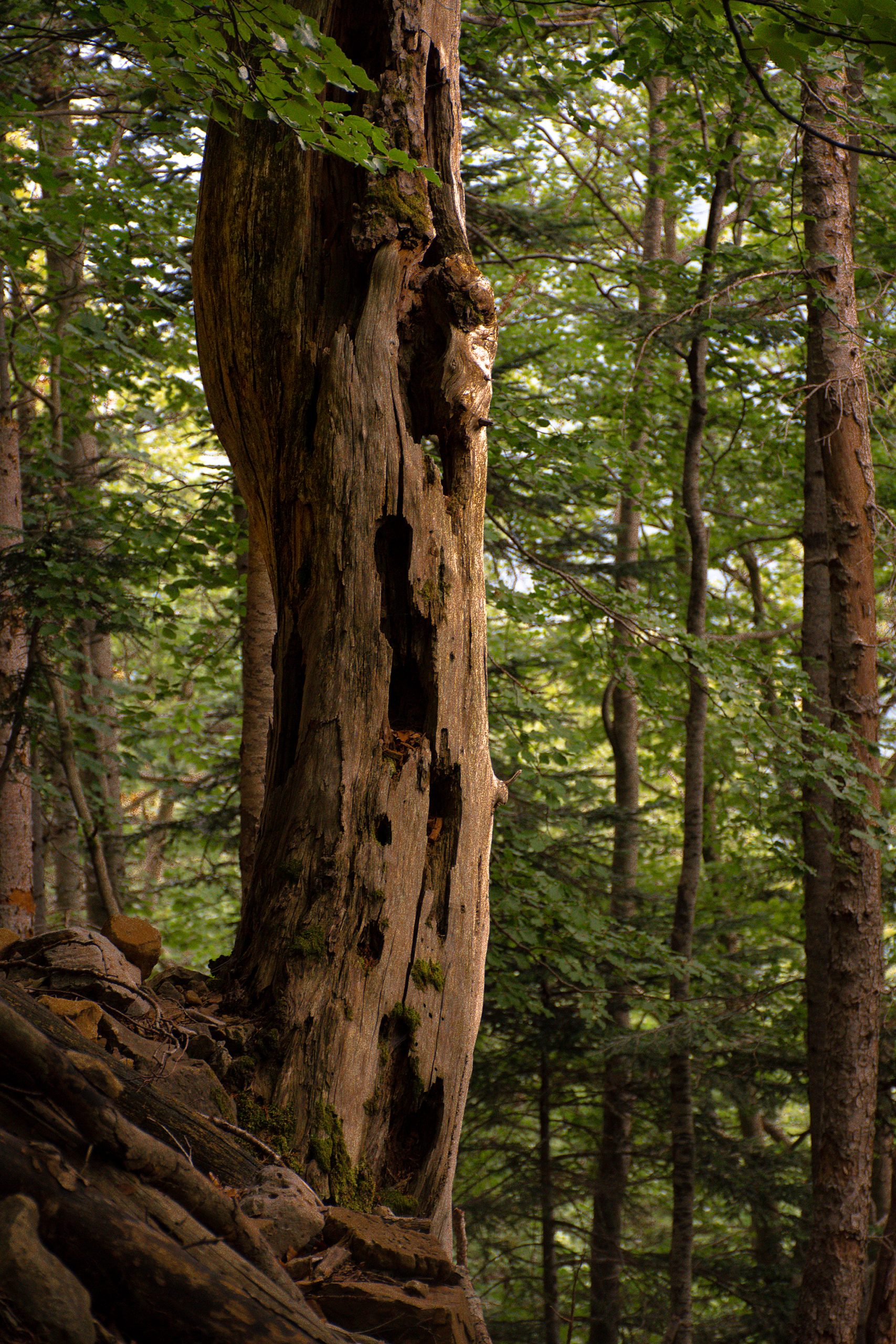 Las mejores vistas del Valle de Ordesa