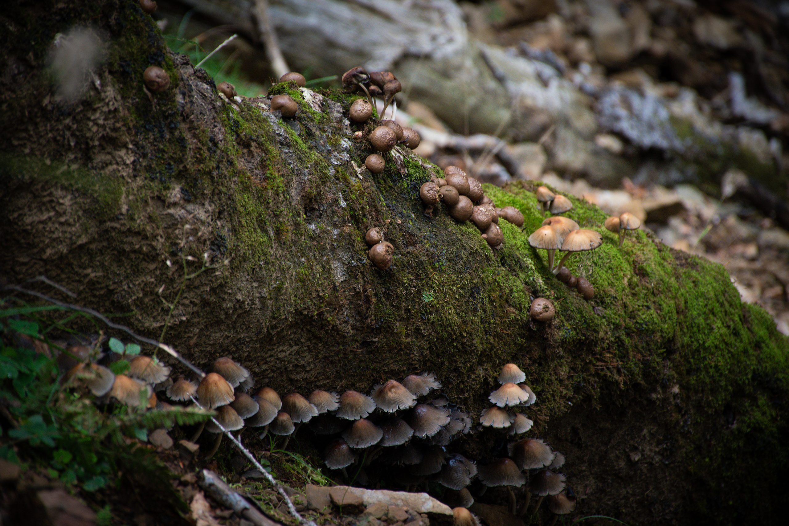 Las mejores vistas del Valle de Ordesa