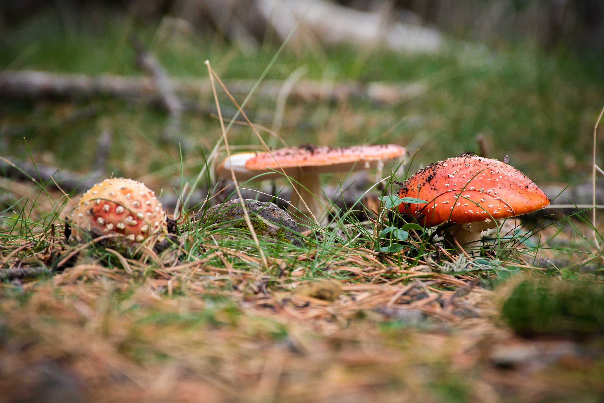 Las mejores vistas del Valle de Ordesa